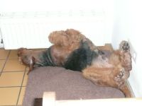 Unser Hund Sundowner's Umberto (Bild #3)
